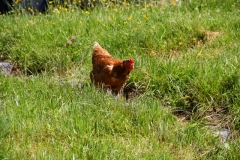 034-IMG_7400