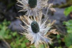 IMG_5562-533x800