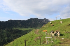 IMG_4089-800x504