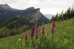 IMG_4116-800x575